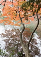 Tokyo-automne__06