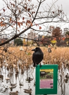 Parc Ueno_Oiseaux_Tokyo 10